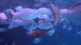 Snorkeling at Sun Island Resort & Spa, Maldives