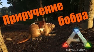 Ark Survival Evolved - Приручение бобра (Castoroides / Giant Beaver)