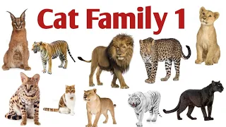 Different Species Of Cat Family With  Pictures And Names In English Part 1| Cat Names|Wild Cats