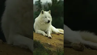 Arctic wolf in autumn #pourtoi #fyp #fypシ゚viral #foryou #wolf