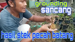 grounding sancang dr hasil stek pecah batang