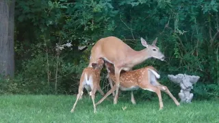 Mother Deer nursing 2 fawns