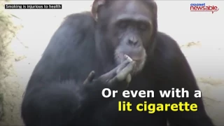 This chimpanzee is a chain-smoker!