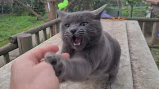 The Gray Cat is Very Angry if you dare to touch it you will be bitten.