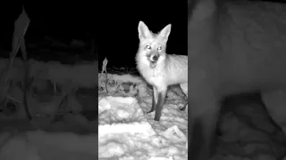 ❄Dinnertime for the fox in a snow. #trailcam #trailcamera #snow #fox #winter #backyard #habitat #❄