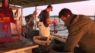 USA: les crabes bleus soutiennent l'économie du Maryland