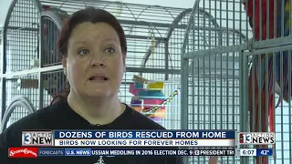 At least 40 birds rescued from hoarding situation