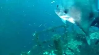 Diving with sand tiger sharks on the USCGC Spar, North Carolina