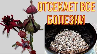 Раньше с суставами мучался, а теперь мешки с картошкой тягаю/ Отсекает все болячки!