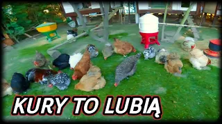 #chicken 🦆🐤🐓 Kury na wybiegu biją się o trawę 🍀☘️🍀