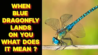 WHEN A BLUE DRAGONFLY LANDS ON YOU WHAT DOES IT MEAN ?
