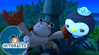 Octonauts - Les Crabes des Cocotiers et le Grand Requin Blanc | Dessins animés pour enfants