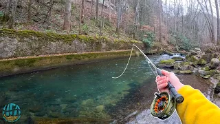 My first Trout of 2024! (Fly Fishing for Brook, Rainbow, and Brown Trout)