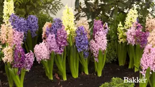 Timelapse - Hyacinth Mixed