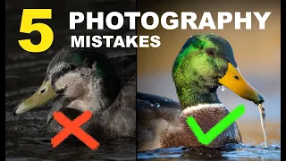 5 TOP MISTAKES IN BIRD PHOTOGRAPHY I WISH I KNEW ABOUT WHEN I STARTED!  Tips for better pics