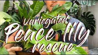 Spathiphyllum Peace Lily Variegated Rescue By Propagation - WITH UPDATES!