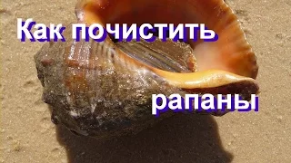 Как Быстро Почистить Рапаны.