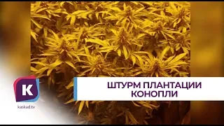 Выращивание конопли в домашних условиях