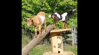 New Goat Toys