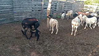 cuidado e inchiquerando os animais....