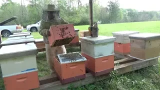 Making a vertical split on our bee hive.