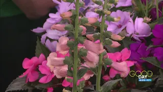 Make your garden pop with local blooms | Good Day on WTOL 11