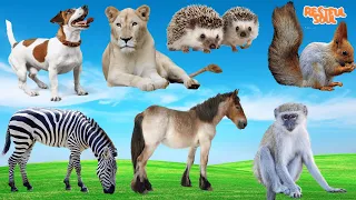 Bustling animal world sounds around us: Dog, Lion, Hedgehog, Fox, Horse, Zebra, Monkey