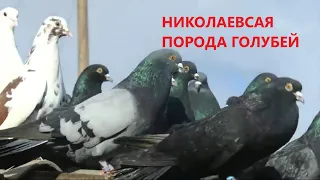 НИКОЛАЕВСКИЕ ГОЛУБИ/pigeons/ ВОВЫ КЕРЧЕНСКОГО  (2). +7(978) 820 81 45