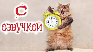 Приколы С КОТАМИ! САМЫЕ СМЕШНЫЕ ЖИВОТНЫЕ С ОЗВУЧКОЙ!  УГАР ДО СЛЁЗ!