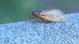 Rare emergence of 13-year and 17-year cicadas set to buzz in Oklahoma this spring