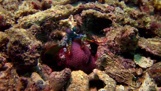 Mantis Shrimp Packs a Punch Predator in Paradise HD