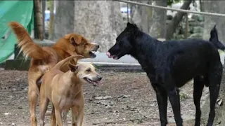 Street dogs fighting from mating 😅 Natun Bazar//Magura Amazing Power full dog Breeding