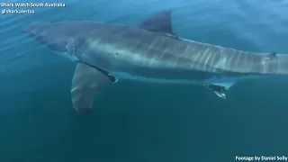 Amazing Footage of Great White Circling Boat in Crystal Clear Waters