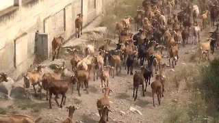 EL SEÑOR RUBIO Y SUS CABRAS LAS VENTAS DE CERVERA DEL RIO ALHAMA 22- 09 -2017.