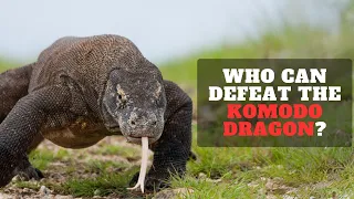 6 Animals That Can Defeat Komodo Dragons