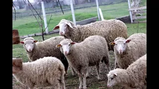 Про болезни овец, кормление, судороги. Советы опытного овцевода