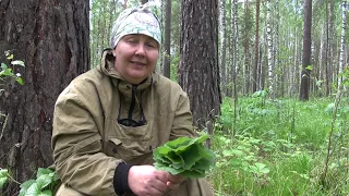 ВРЕМЯ ЗАГОТОВКИ МАТЬ - и МАЧЕХИ || Рецепты от травницы