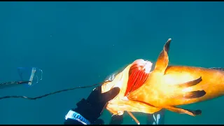 דייג בצלילה חופשית - לוקוס אדום - 1.4.24 - Spearfishing Israel - Dusky Grouper