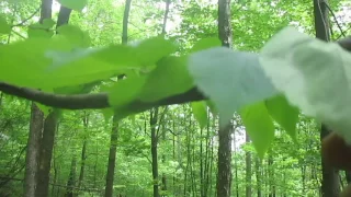 Tree ID: Hop Hornbeam