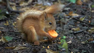 Бельчонок ест морковку под дождём / Little squirrel baby eats carrots in the rain