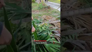 We found some free discarded Yucca plants in the trash!