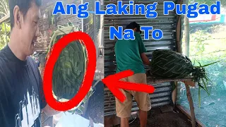 PUGAD NG MANOK GANITO PALA GAWIN?