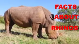 24 Interesting Facts About Rhinos 2020