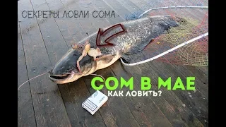 Как ловить сома в мае?