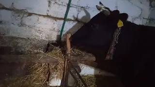 Как увеличить надой молока у коровы. Лёгкий способ