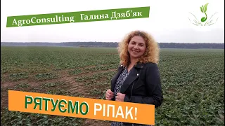 Сильне заселення ріпаку озимого шкідниками: совка і пильщик! Як боротись?