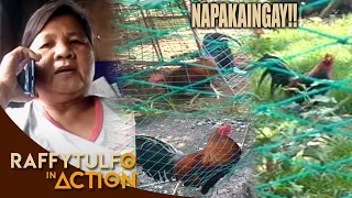 MANOK INVASION SA BATAAN!