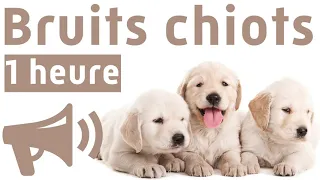 Bruits Pour Chiots Compilation 1 heure