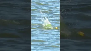 Laguna La Salada Grande 🚤 (General Madariaga) 🇦🇷 Pesca de Pejerrey