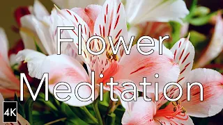 Flower Meditation(4K)